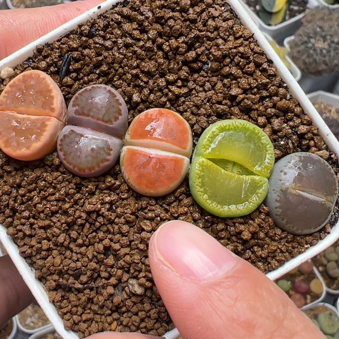 净窗彩虹组合多肉植物