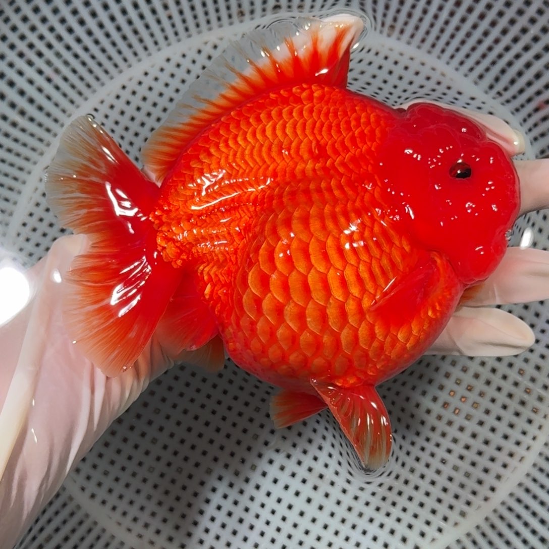 金鱼短尾将军狮子