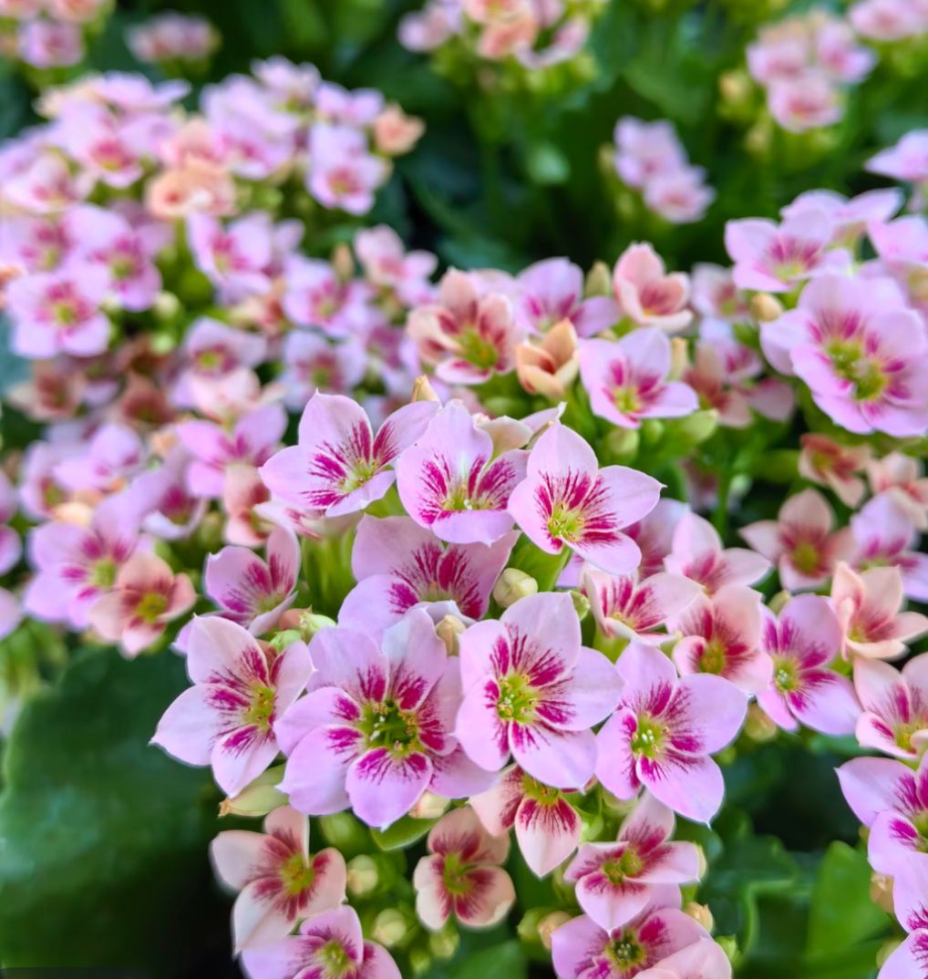 《诗雨120盆》单瓣长寿花一代苗独颗（气柱发货）开花对版 基地直发