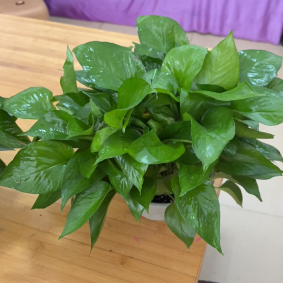 小盆绿萝