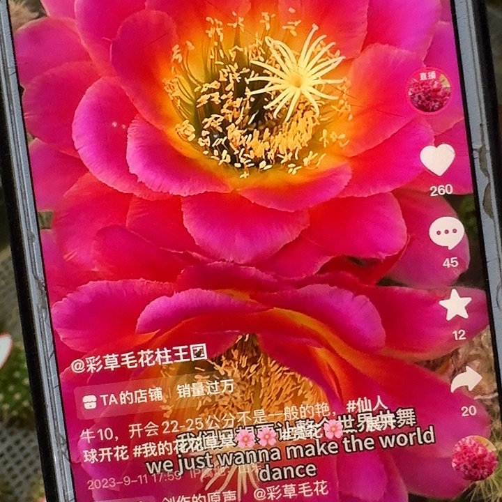 星火侧芽5公分左右毛花柱
