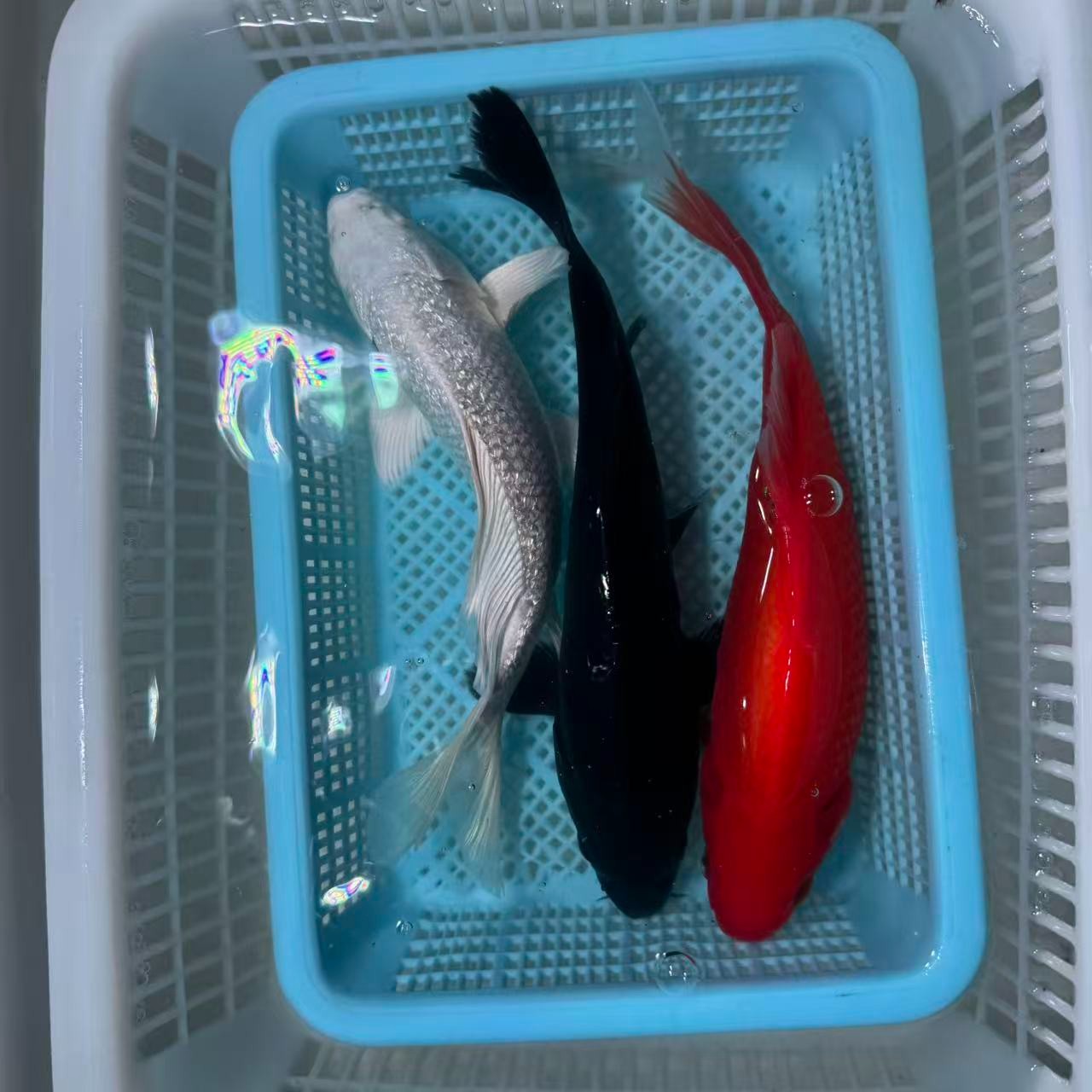 【三条装】15-20公分红鹦鹉白蝴蝶黑金冷水观赏鱼包邮