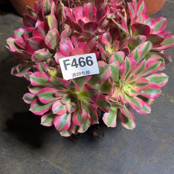 瑞妈，，，。。。。466。。