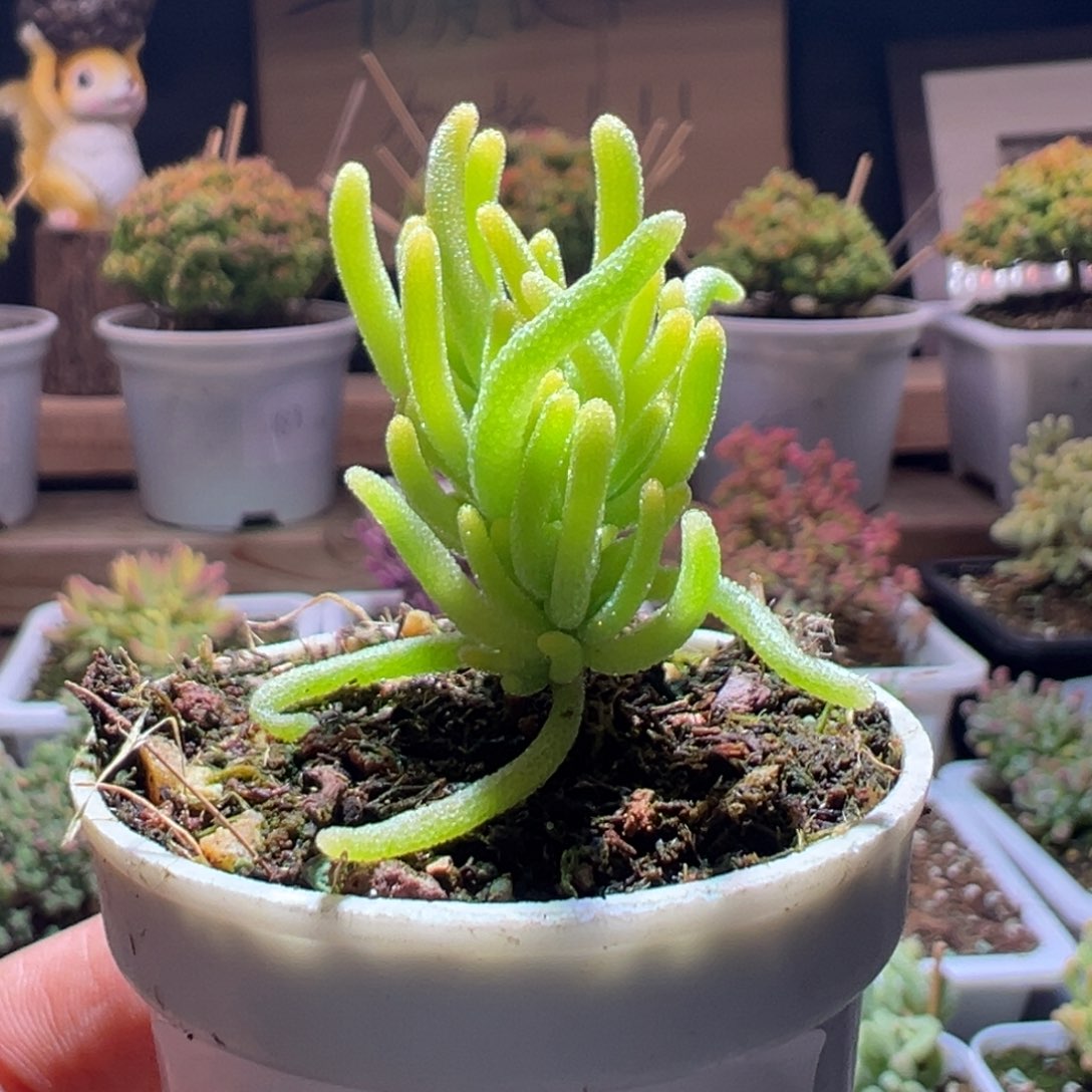 522荧光兔锦一物一拍包开箱