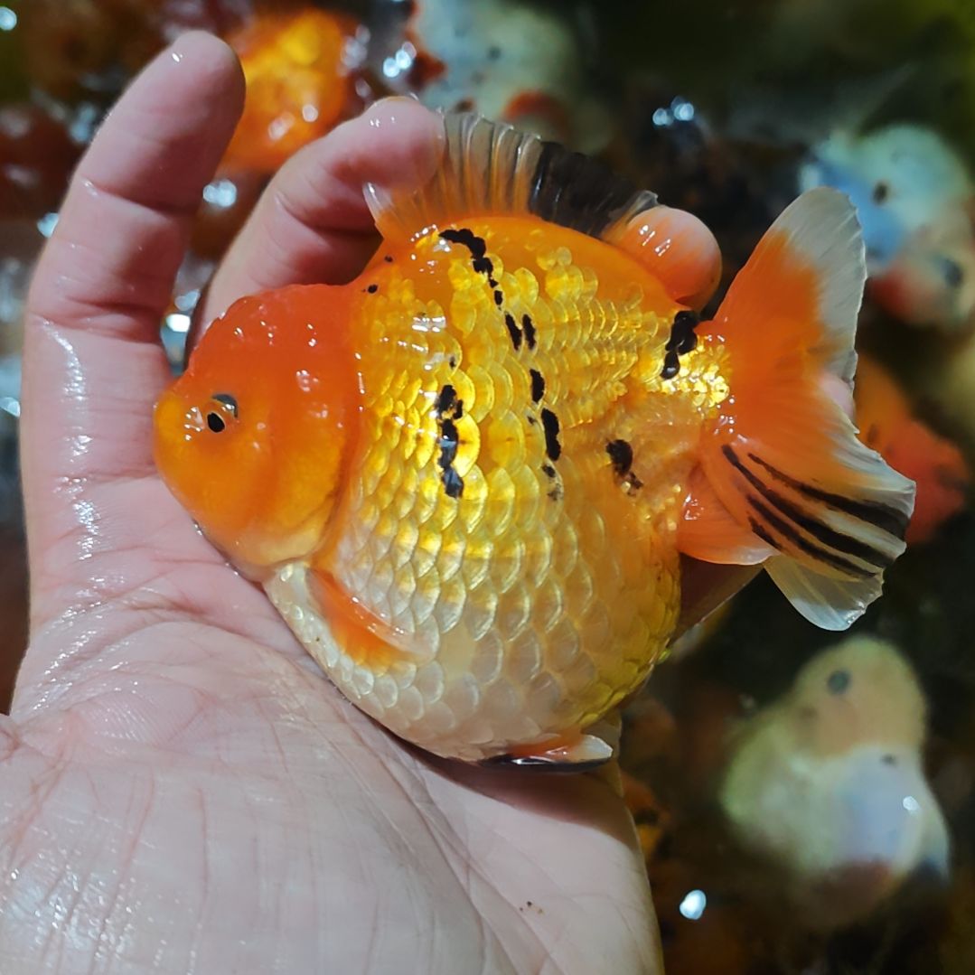 金鱼当岁泰狮金鱼 运费顺丰到付