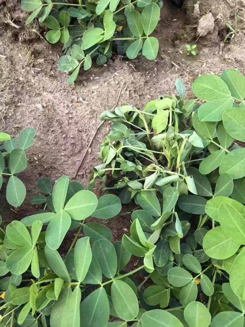 花生青枯管理套装水溶肥