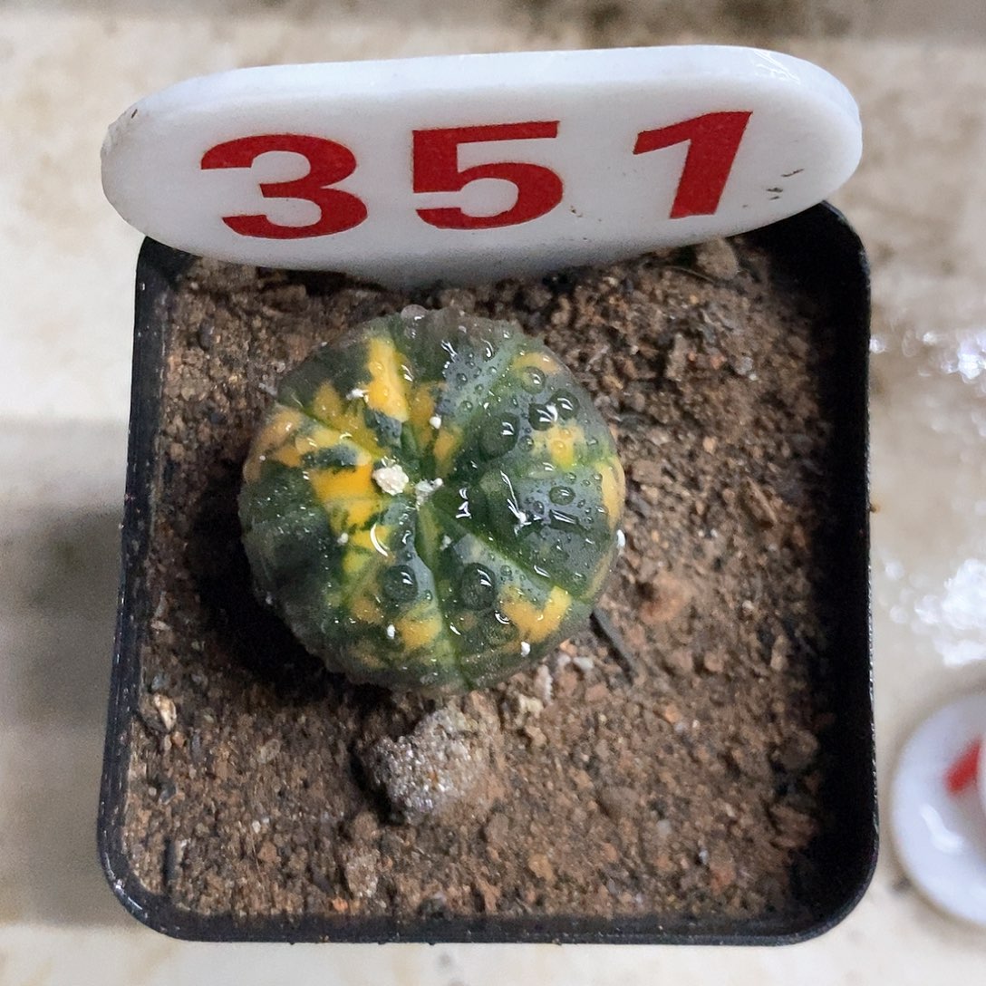 351福利特健健康康平平安安
