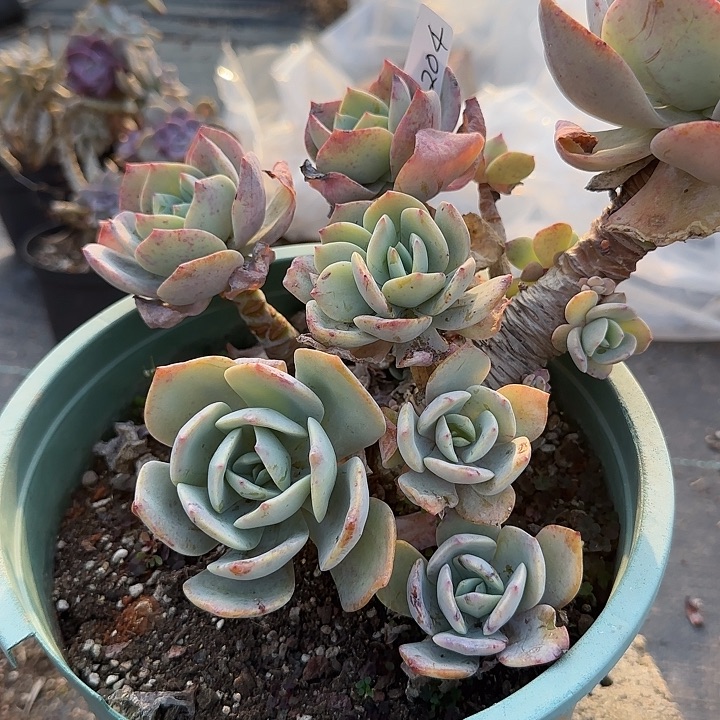 淡*204血凤脱土发货不退不换