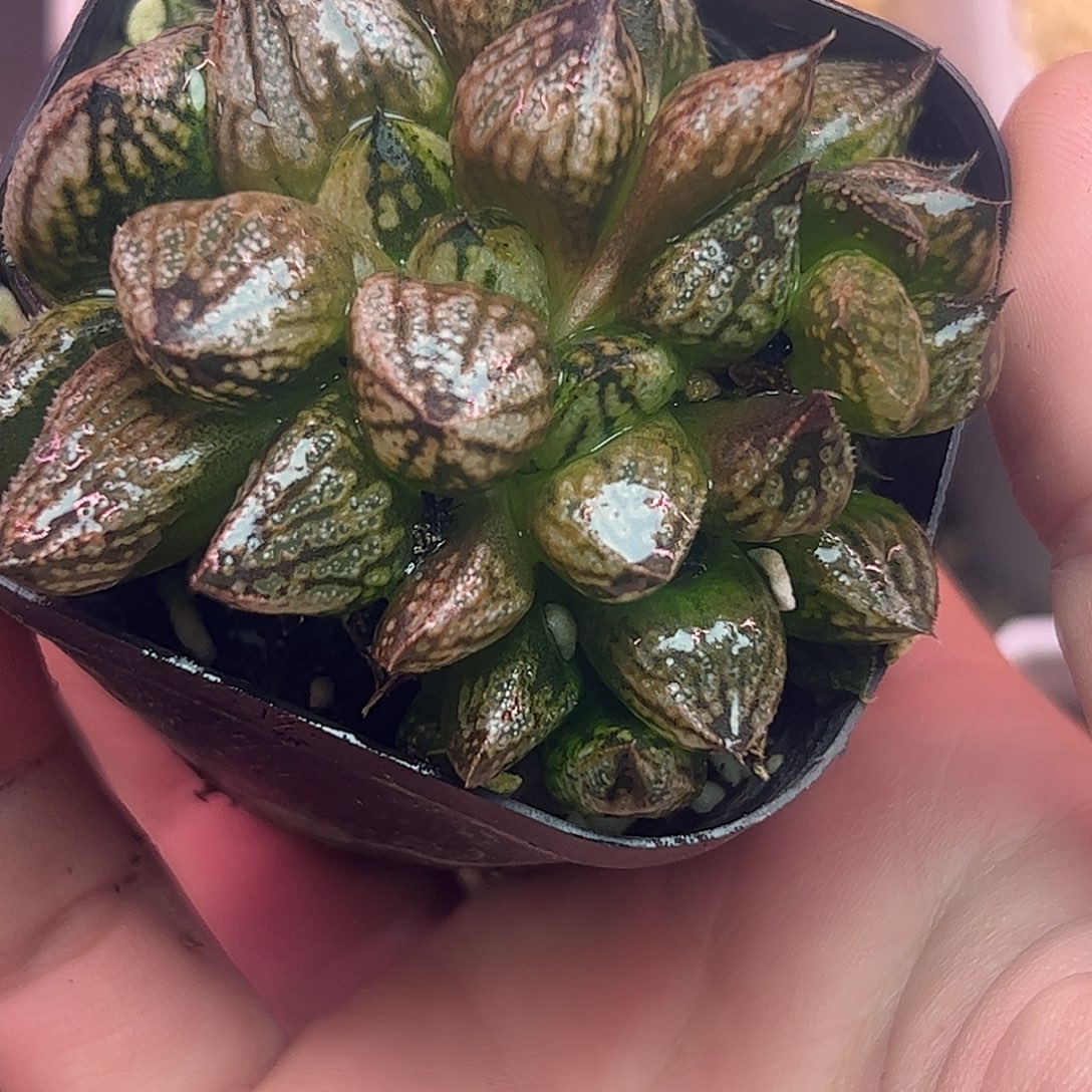 皇妃缀化十二卷多肉植物