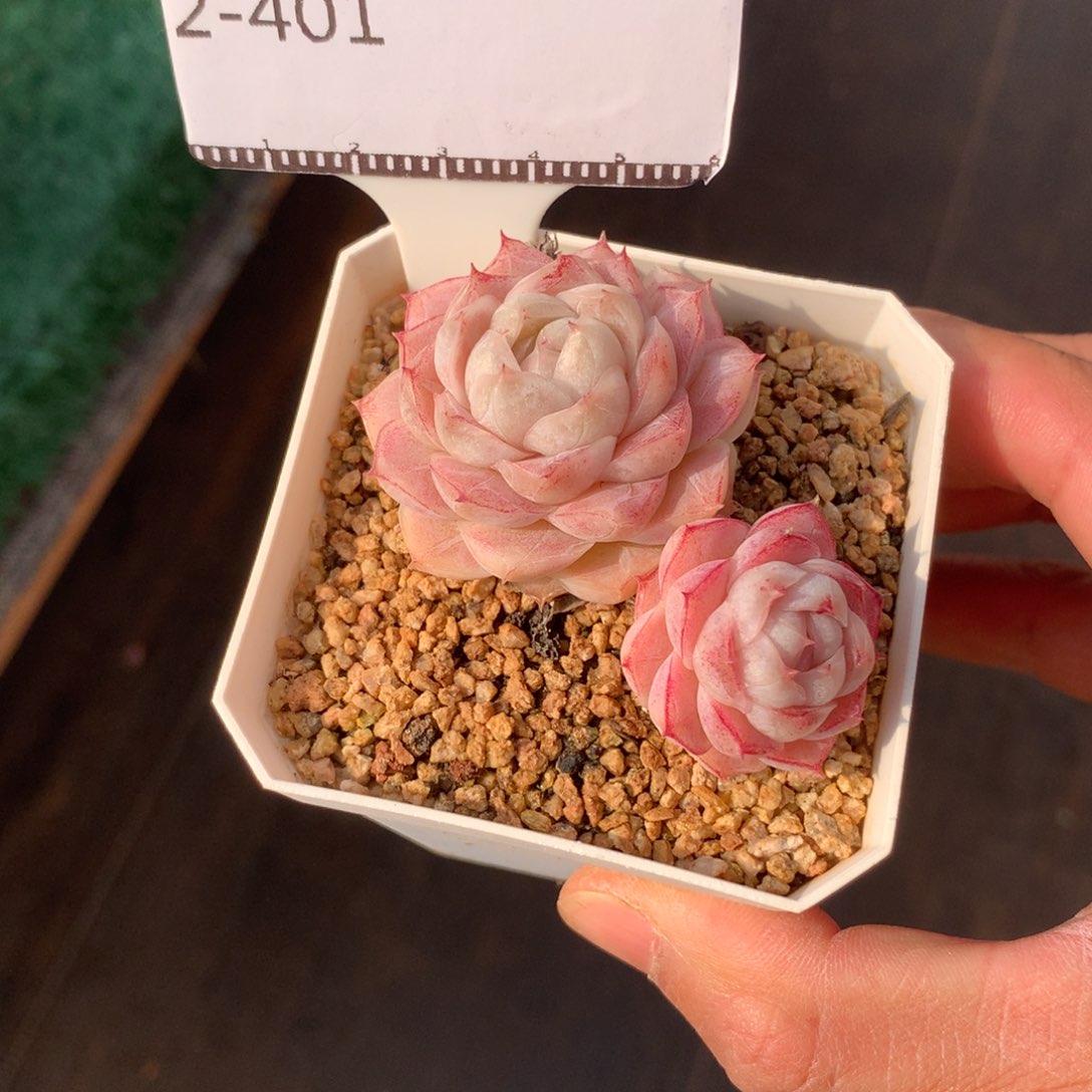 编号包子女王58包邮