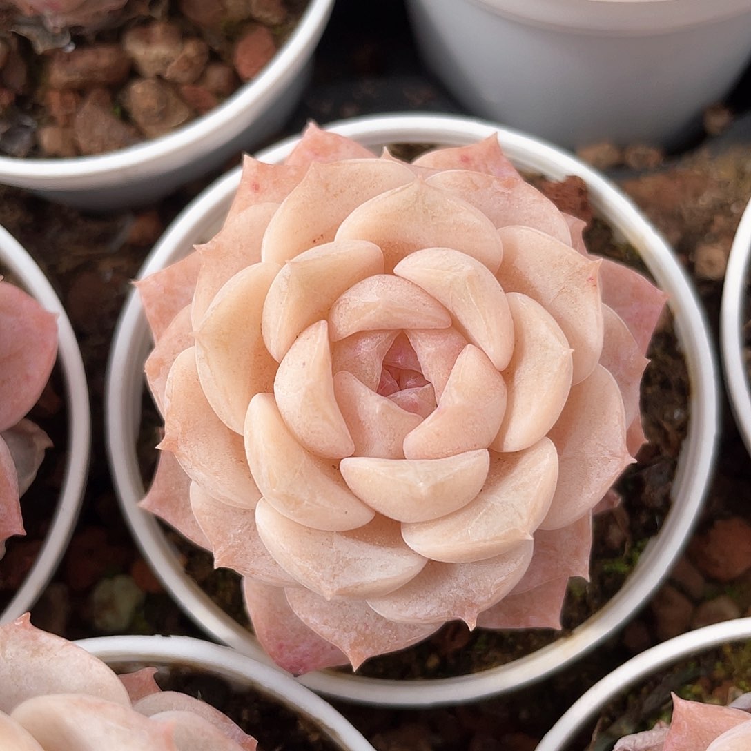 优选纯爱福利9227