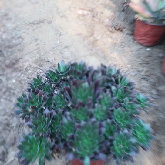 福***康火凤凰法师0000026