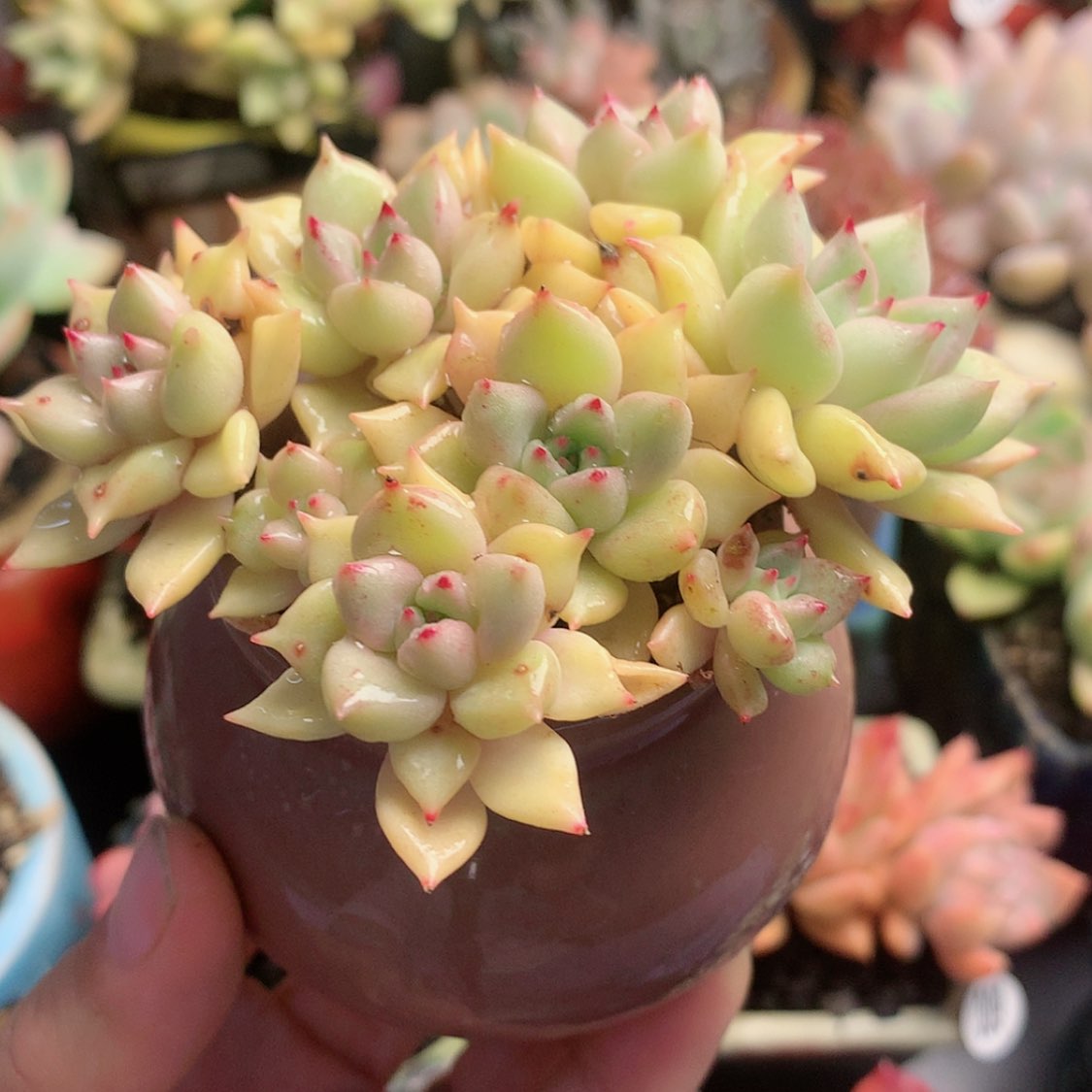 【闪购商品】璀璨带盆