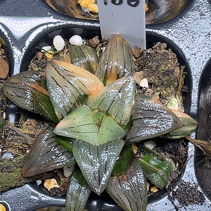 双****186红纹寿锦头家多肉十二卷