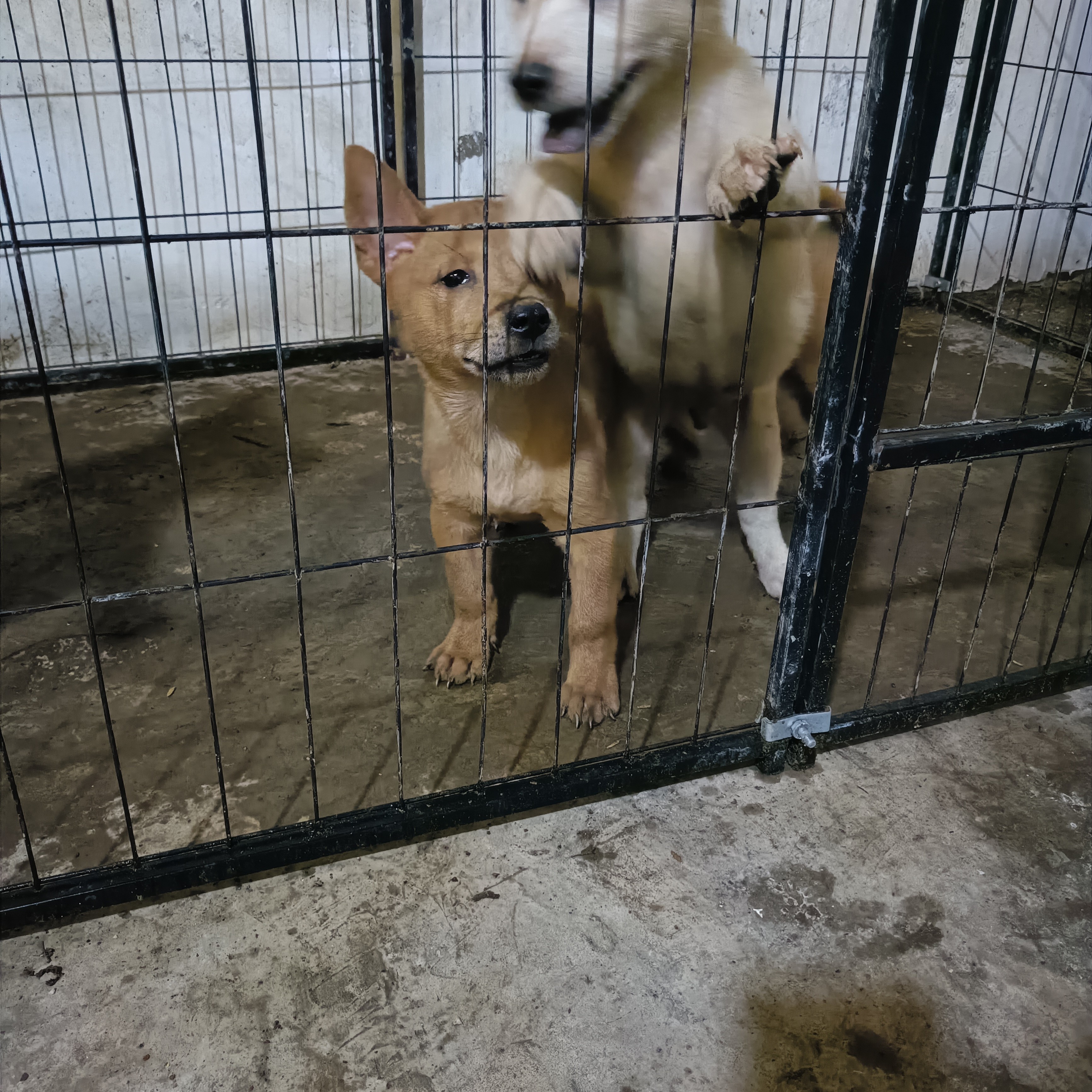 广西田园犬（黄狗白面）