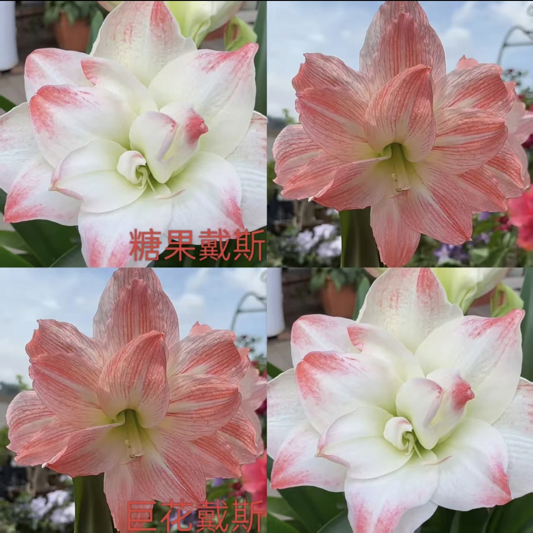 【糖果黛丝或超级黛丝】~青州品韵朱顶红基地自然球