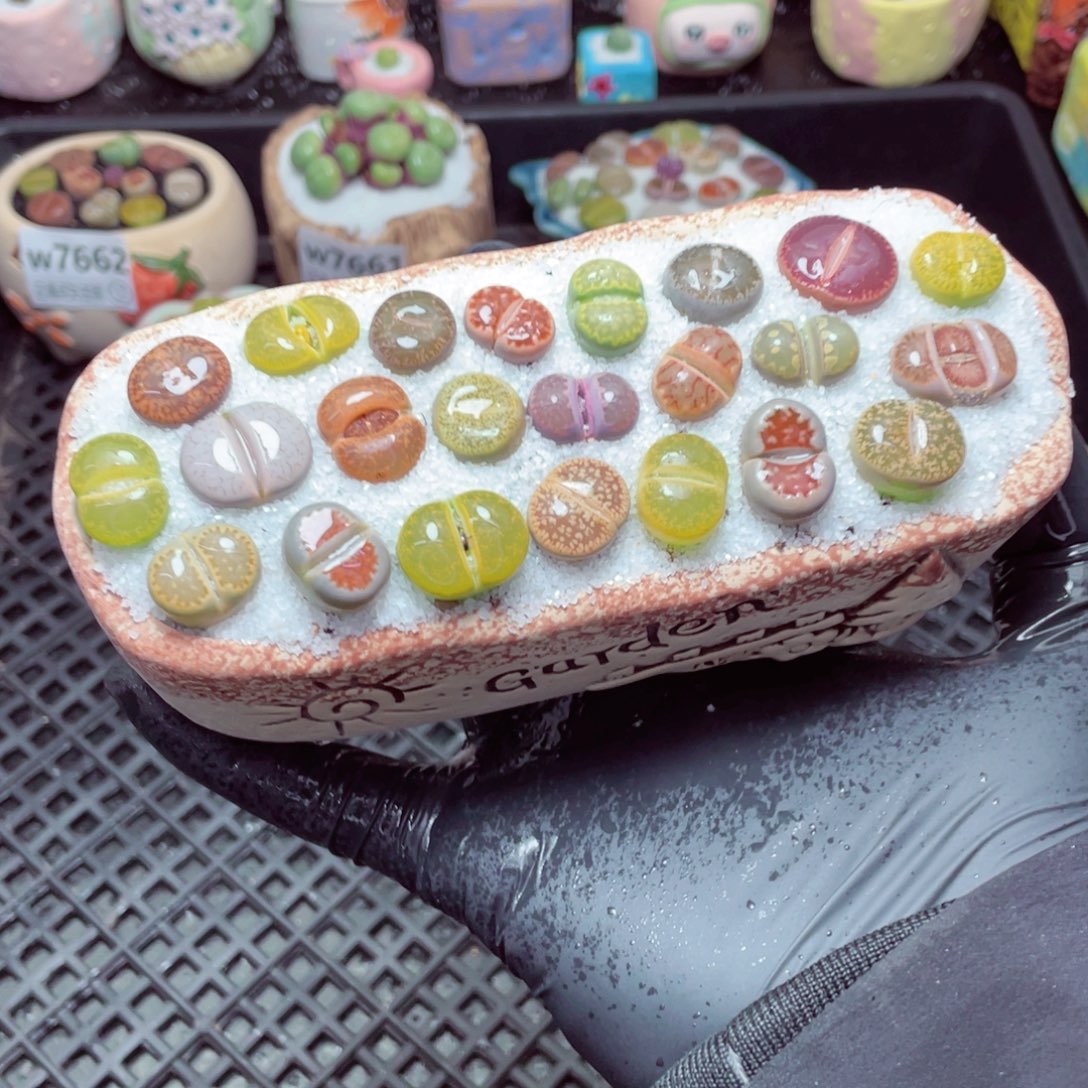 w7666--带盆土发货，零下地区拍保温箱