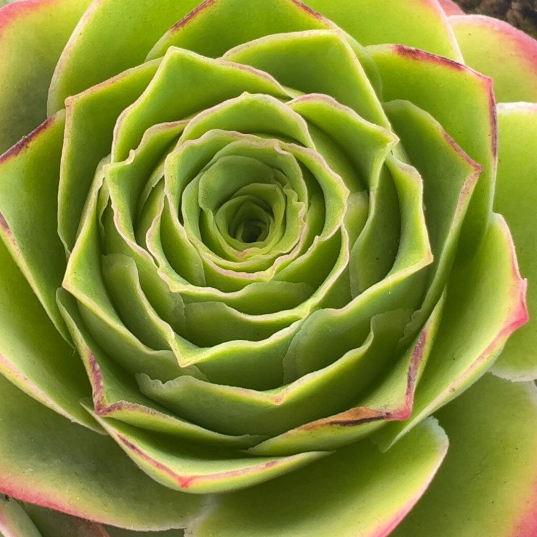 L17半城玫瑰日耳曼