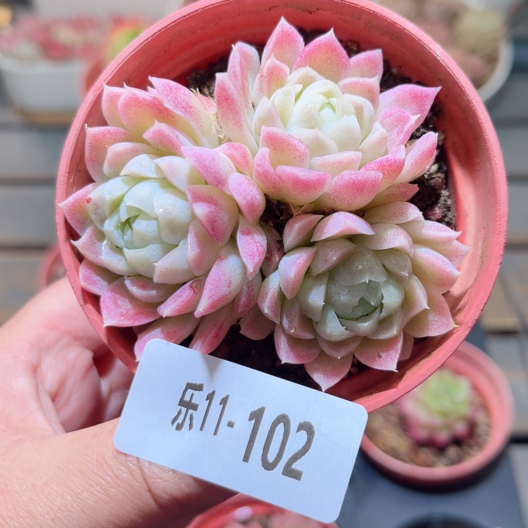 乐11-102 白月影群