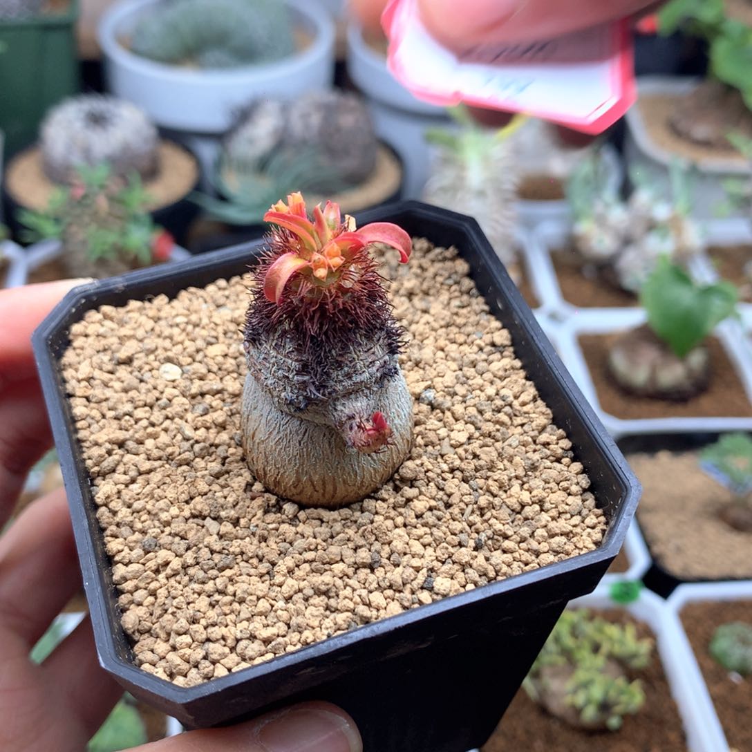 l****d象鼻大戟多肉带盆