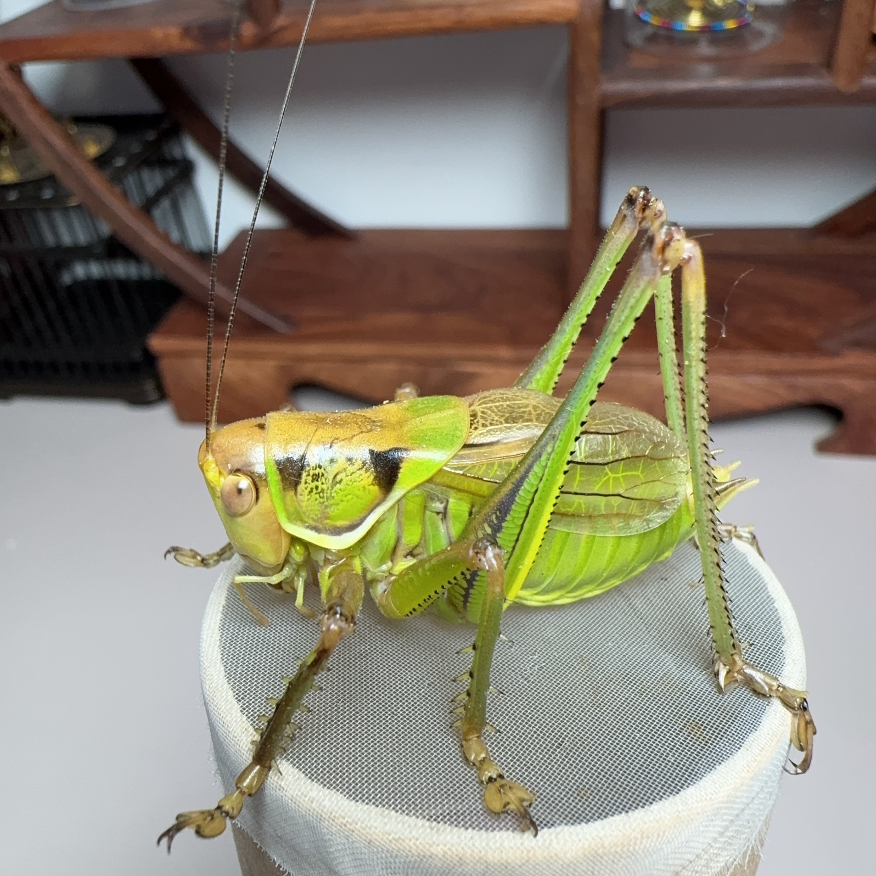 精品胶东绿蝈蝈（个头大 天生慢膀 出叫好 颜色好看）