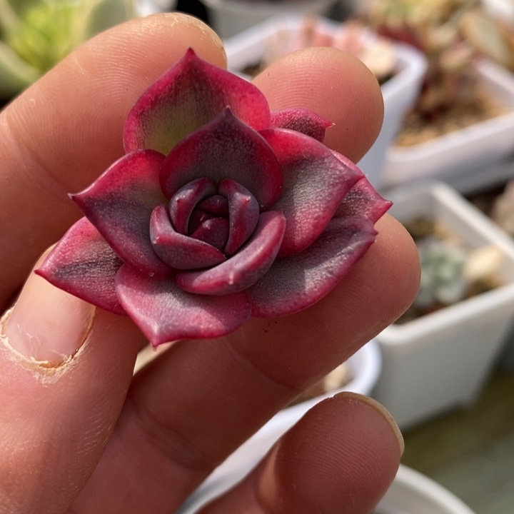 火焰山锦复轮崽多肉锦