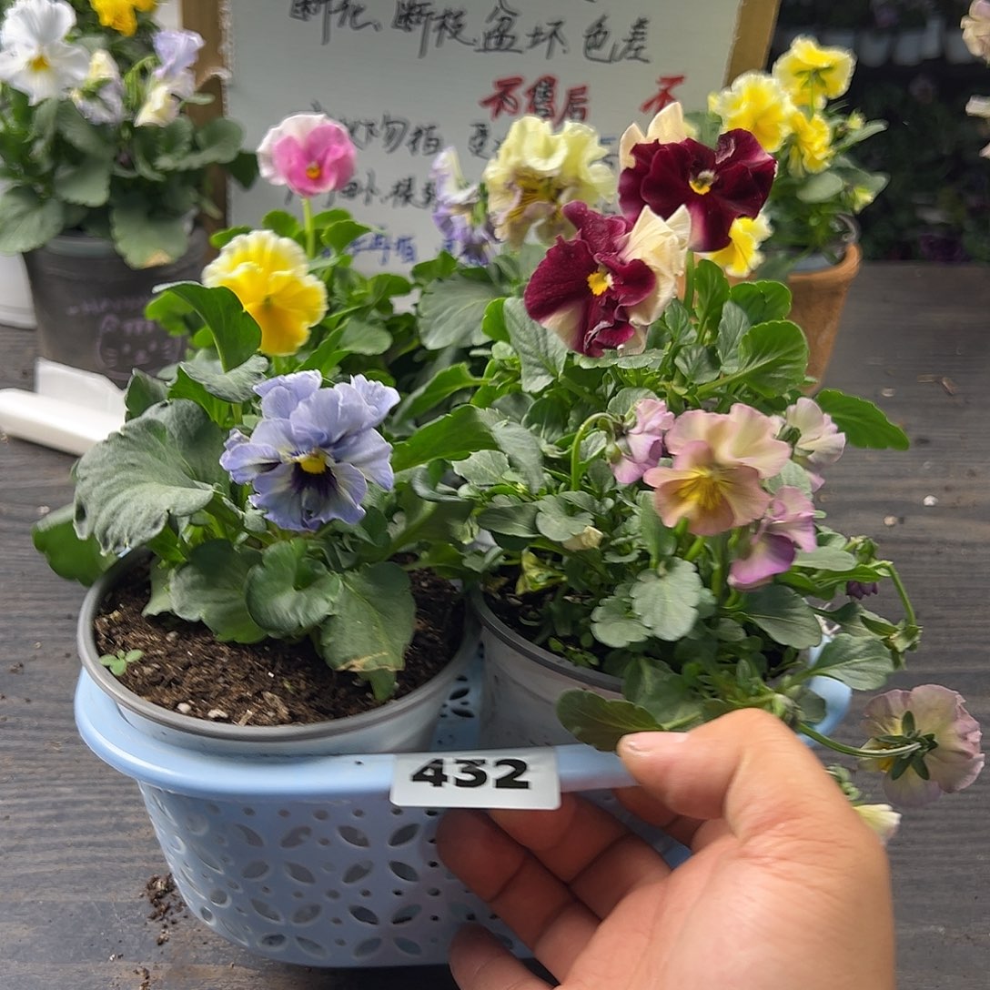 大部分花苞少量开放432号