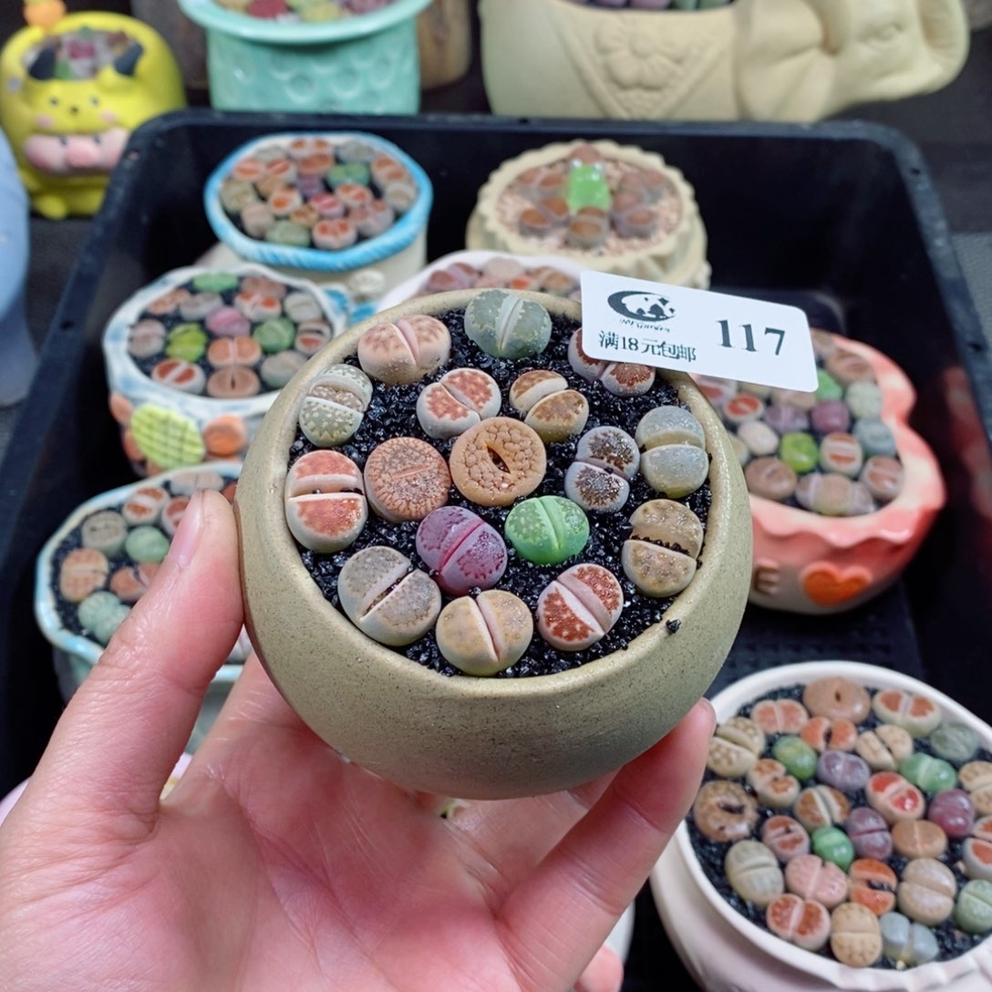 生石花花花花花花花117