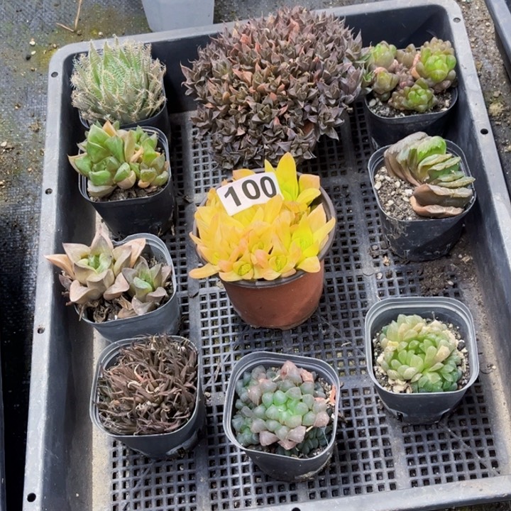 100 雨露一物一图如图带盆