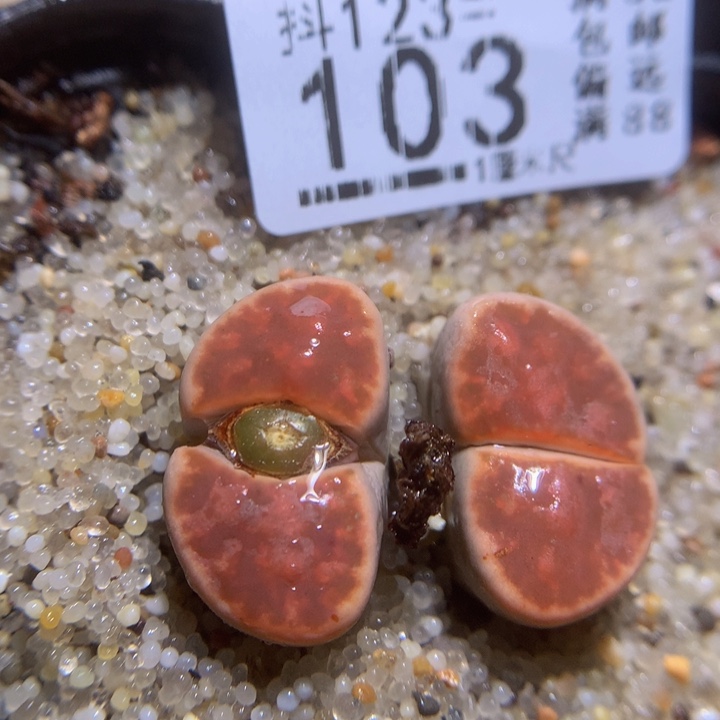 精品生石花123.103