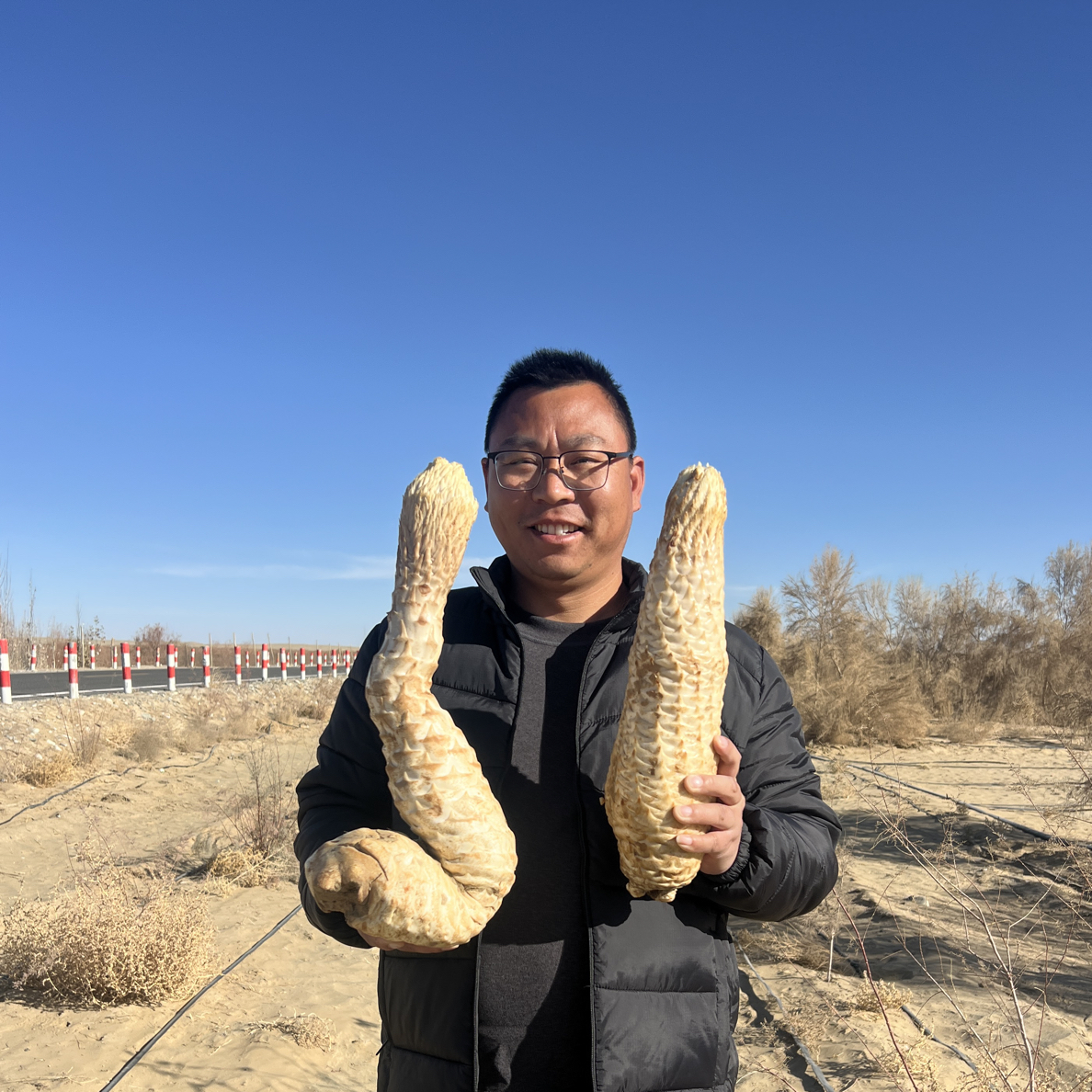 （新鲜肉苁蓉）沙漠荒漠肉苁蓉/产地直发可泡酒泡茶煲汤