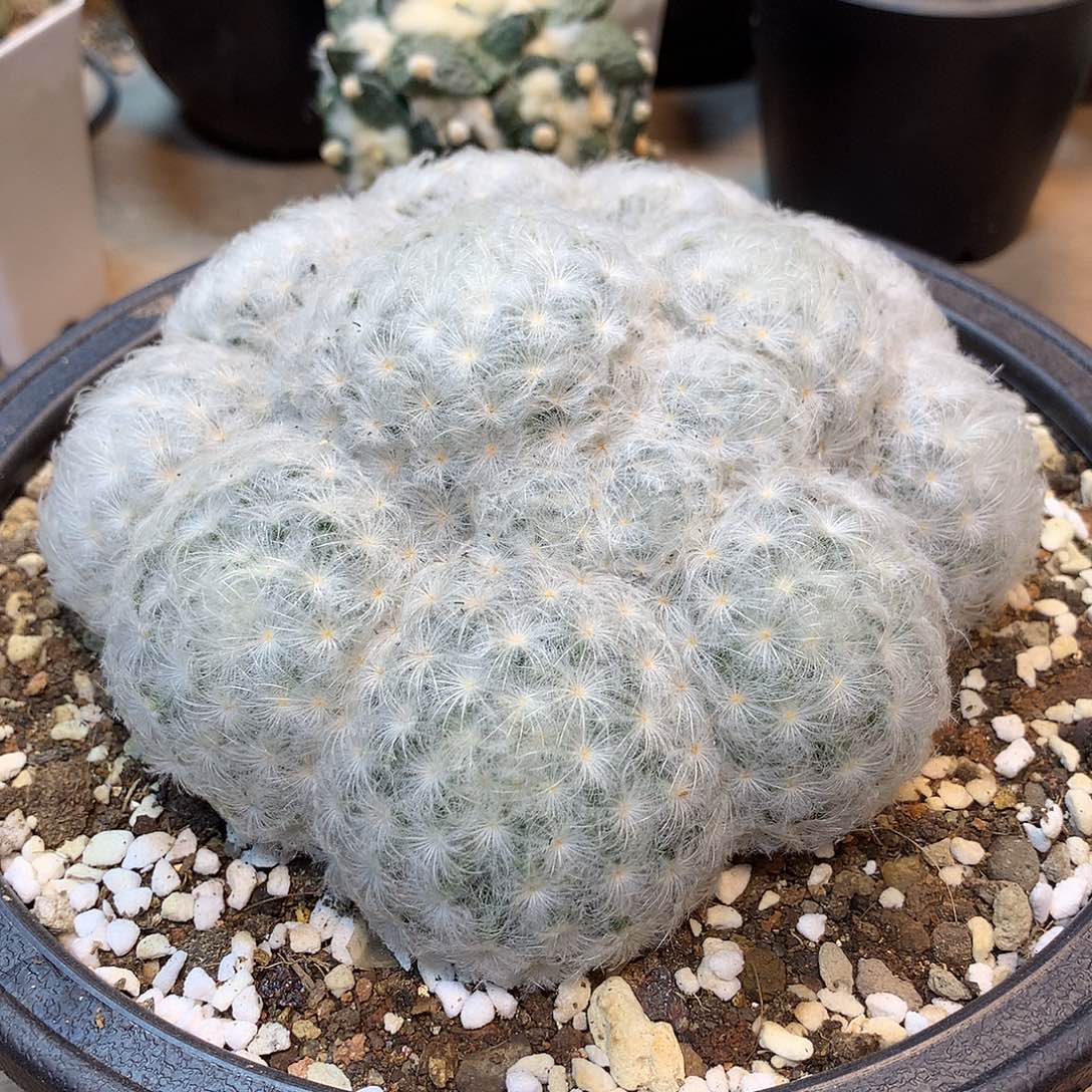 鹤立羽白星            