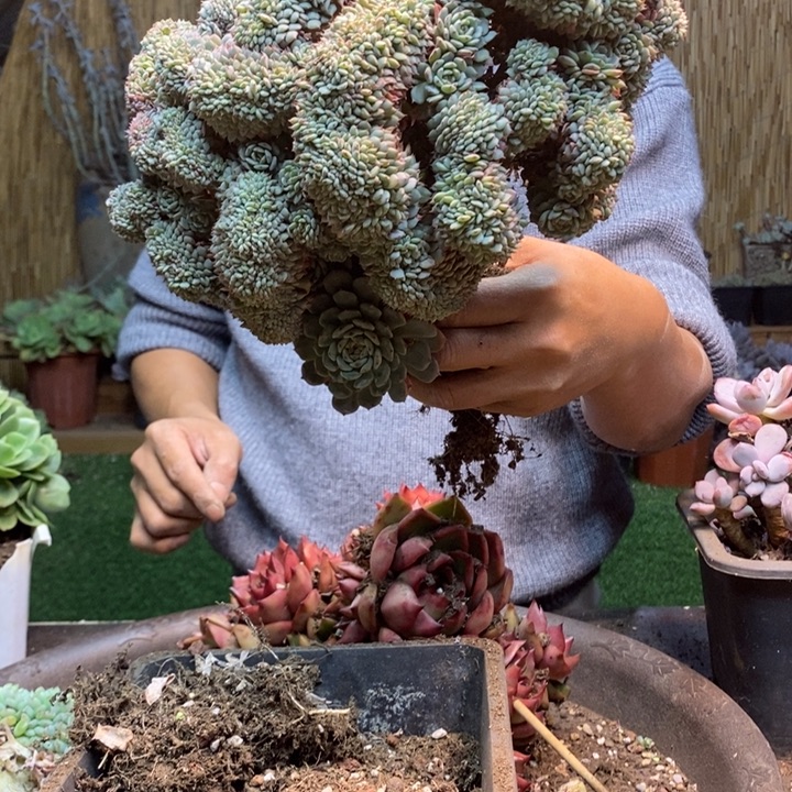 上***）275 号白胖子多肉植物