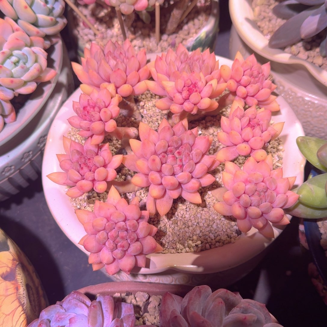 红蜻蜓 老桩 一物一拍