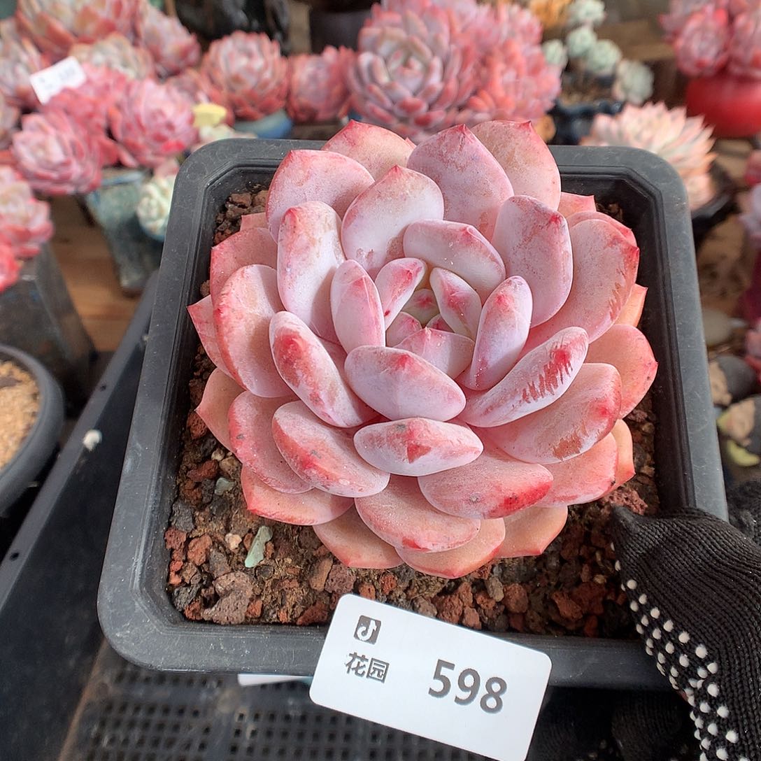 598星橙多肉植物666