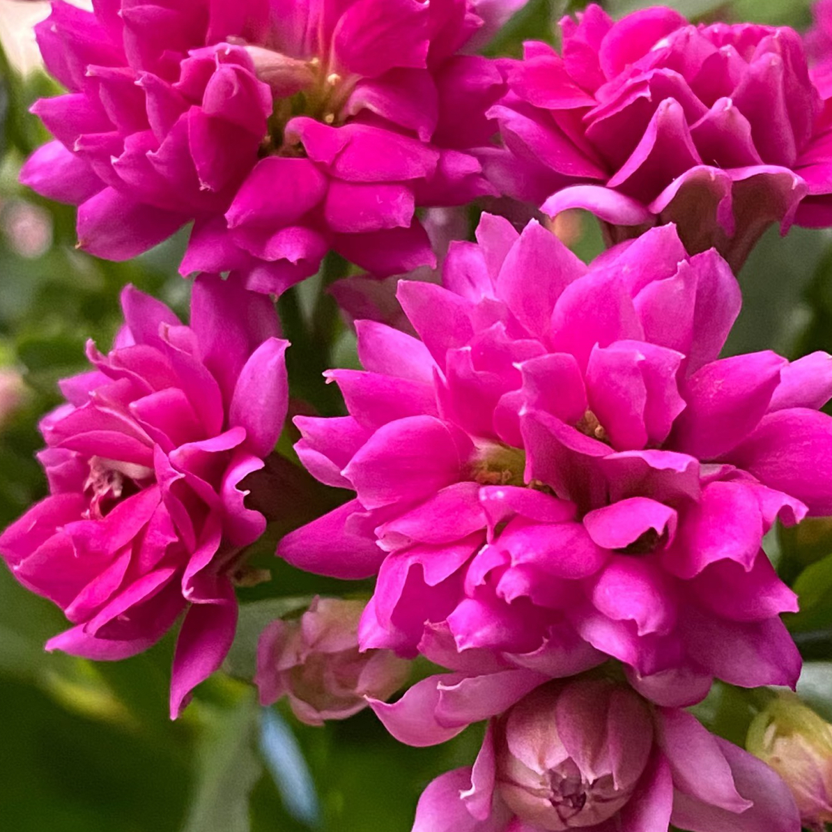 【丽娜】重瓣稀有长寿花