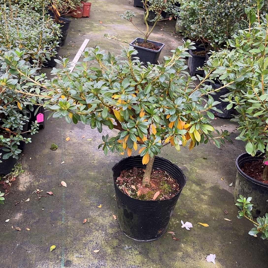 完全开放若惠比须