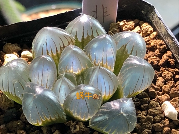 十二卷多肉玉露实生特选Ice blue叶插苗