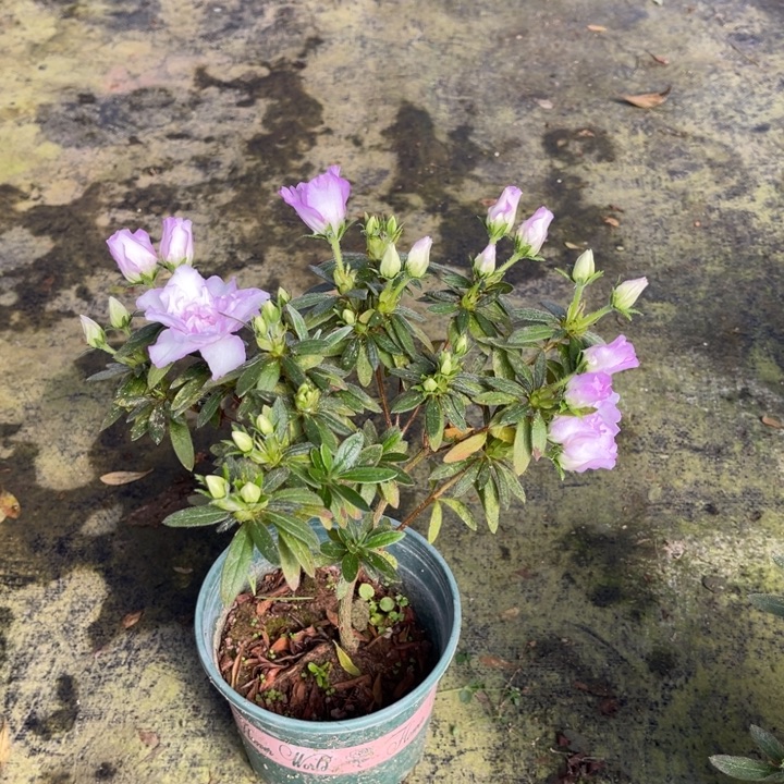 完全开放岸牡丹开花效果