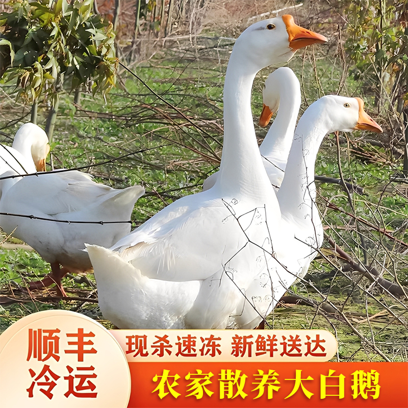农家散养大白鹅1只 现宰现冻现货速发【送红薯粉半斤】
