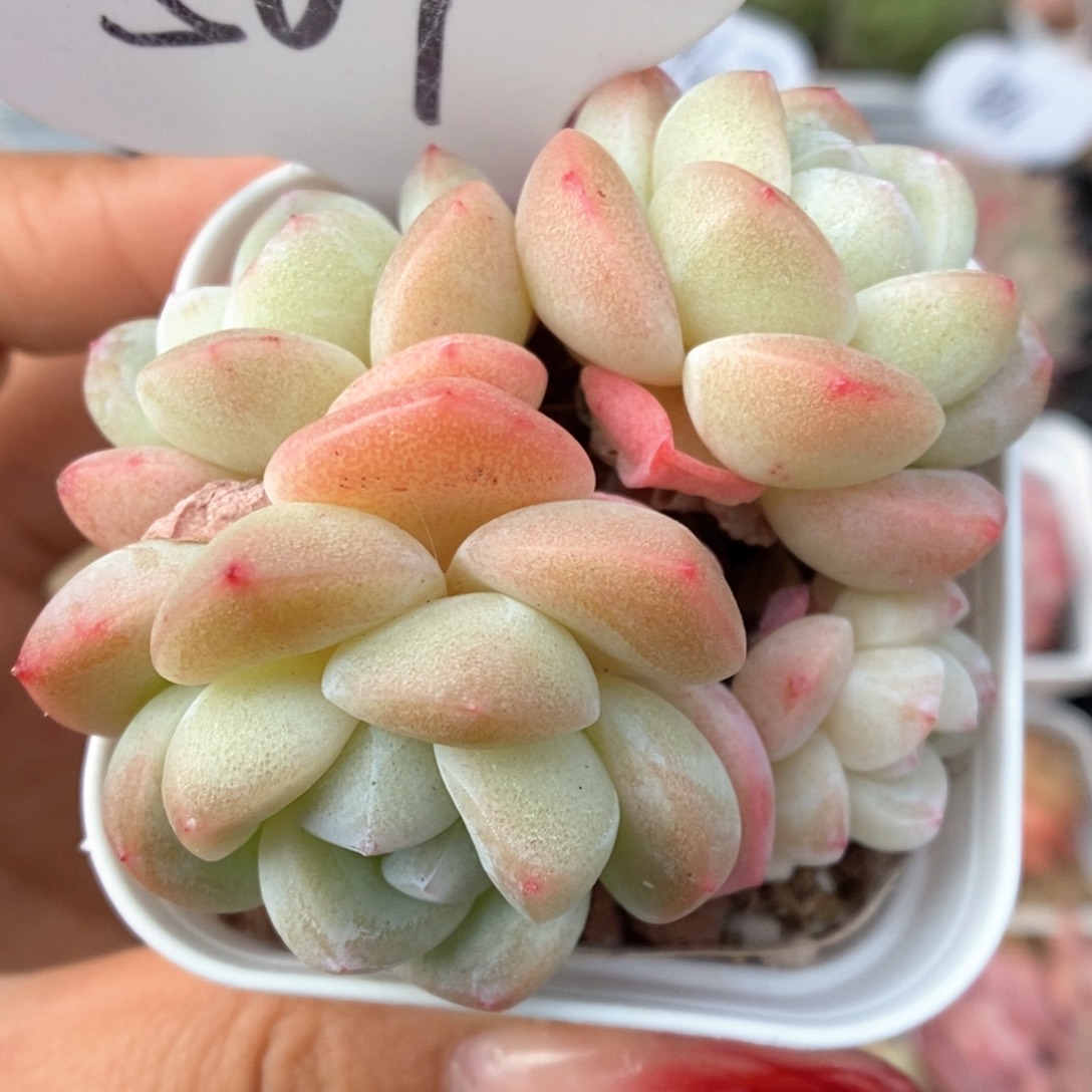 冰玉群生可拍567号。