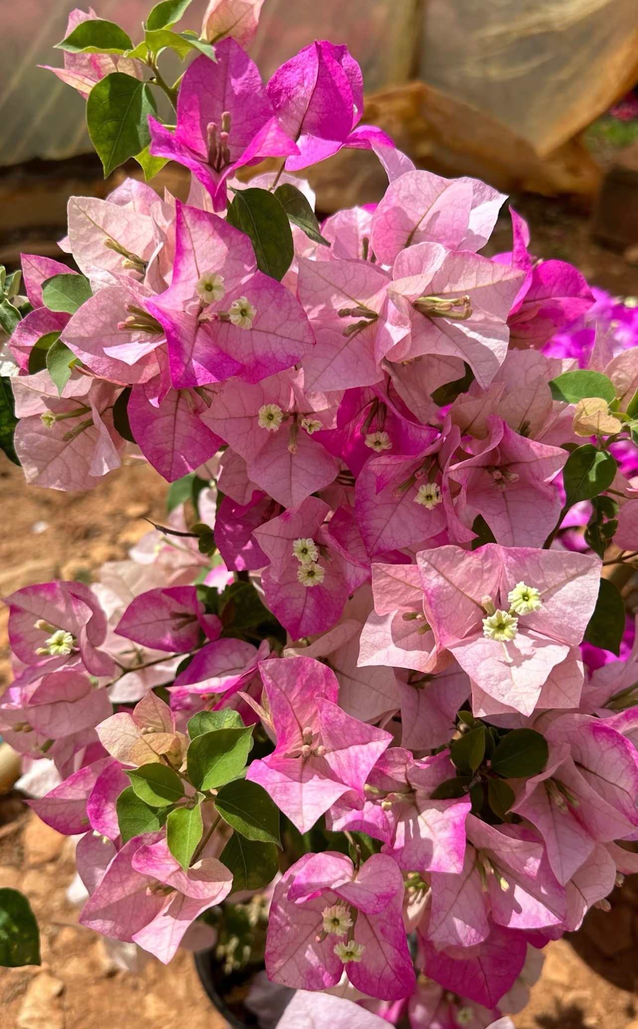 【末代皇后】渐变紫白色带盆土耐活三角梅