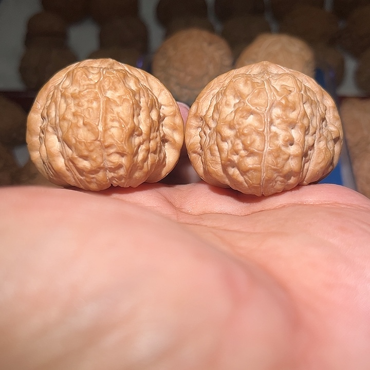 周***天木43南瓜敦。       