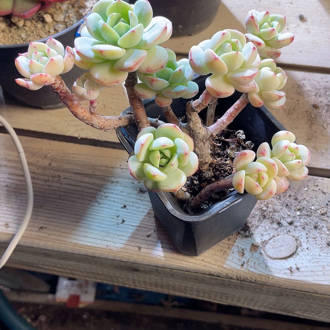 1621  香草  六月六