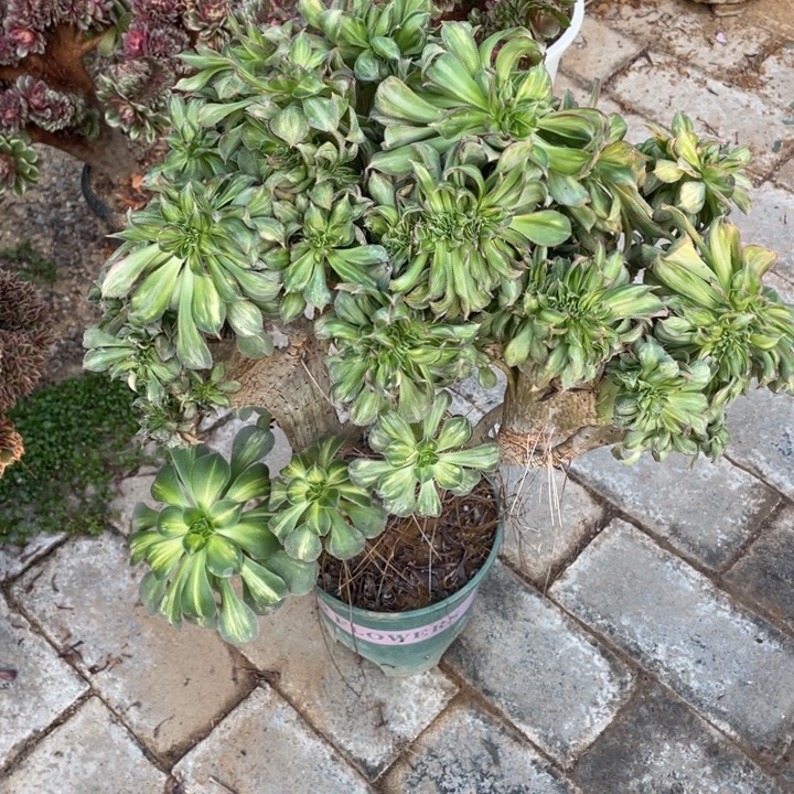 法师老桩缀化黄中班