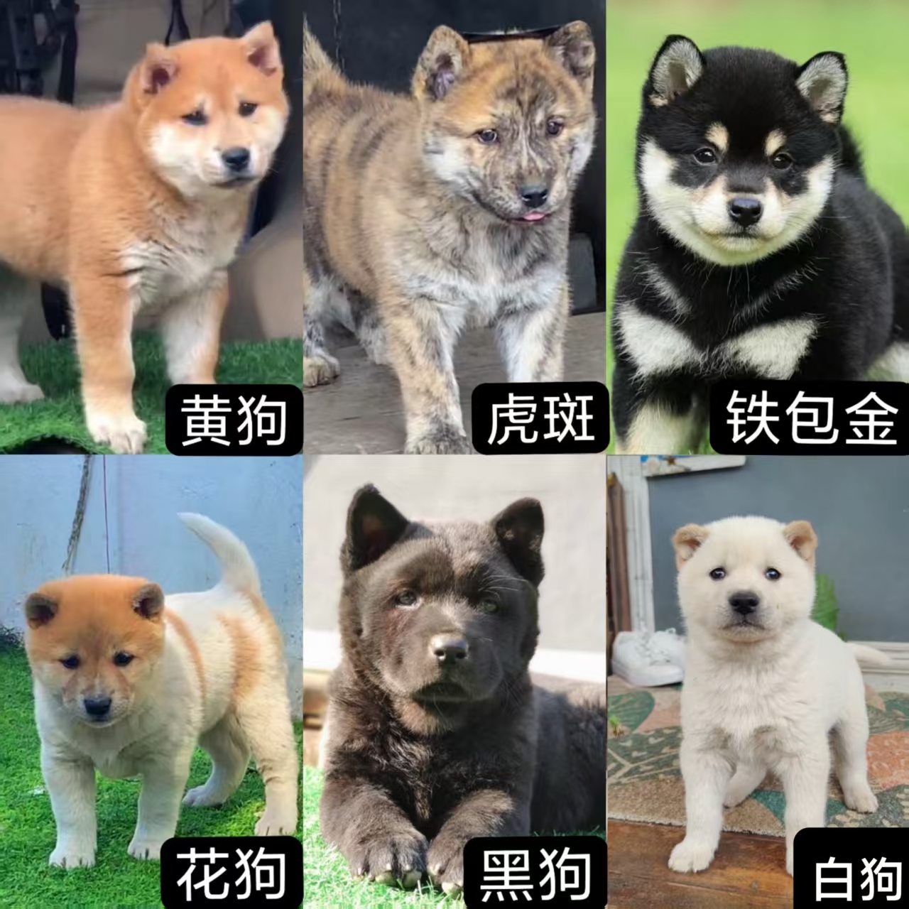 （福宝萌萌）中华田园犬广西土猎全品种狗狗活体
