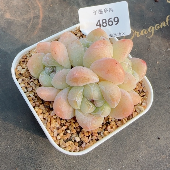 冰玉无砍，4869多肉植物