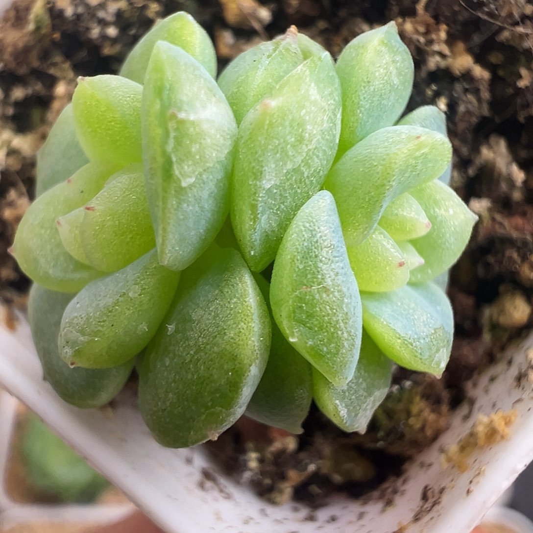 风花雪月星月 开播福利