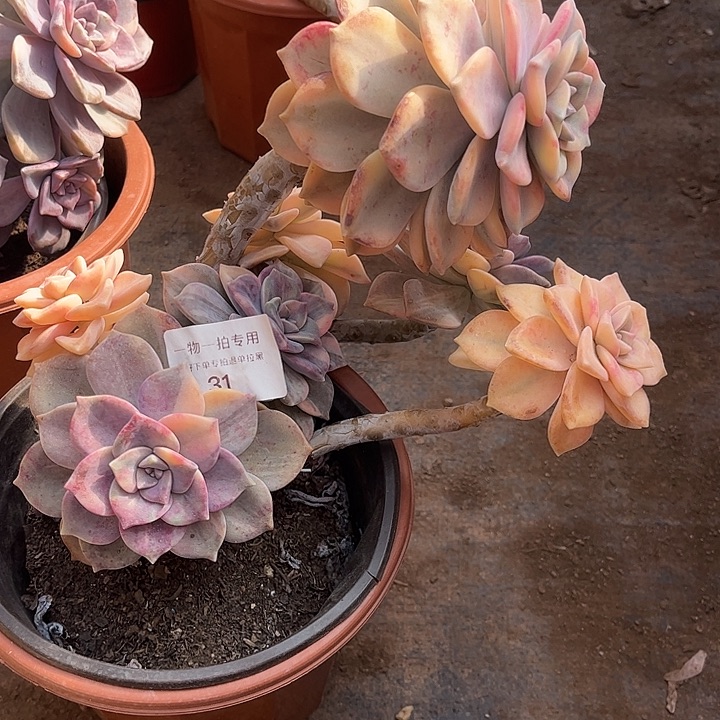 紫乐锦群，一物一拍