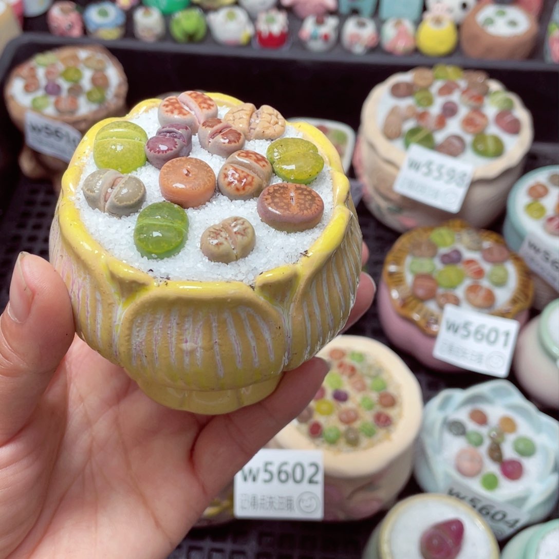 w5611 带盆土发货-零下地区拍保温箱